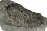 Spiny Delocare (Saharops) Trilobite - Bou Lachrhal, Morocco #189929-5
